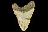 Fossil Megalodon Tooth - North Carolina #109890-2